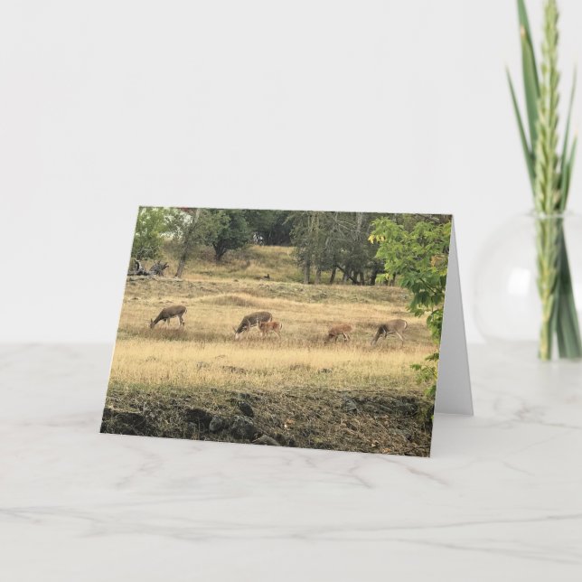 Mule Deer in a Field, Joseph, Oregon Card (Front)