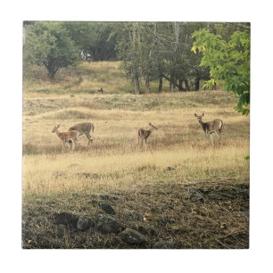 Mule Deer in a Field, Joseph, Oregon Tile