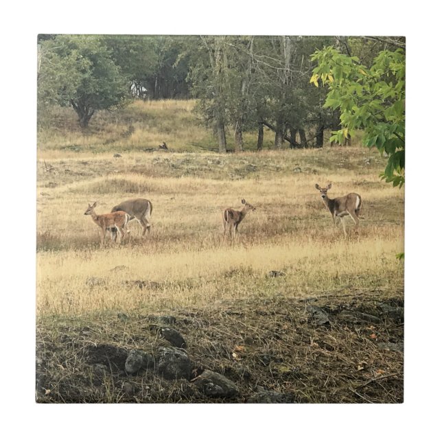 Mule Deer in a Field, Joseph, Oregon Tile (Front)