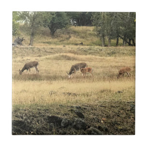 Mule Deer in a Field Tile