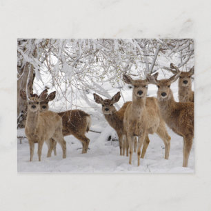 Mule Deer in Snow Holiday Postcard