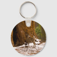 Mule Deer