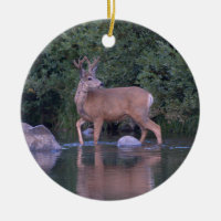 "Mule Deer Making an Early Morning River Crossing"