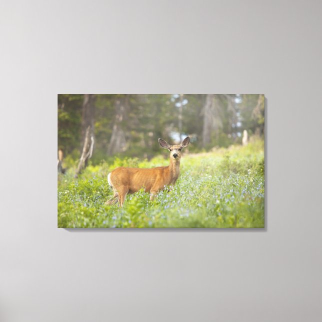 Mule Deer (Odocoileus hemionus) in meadow Canvas Print (Front)