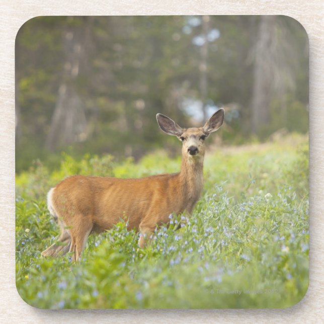 Mule Deer (Odocoileus hemionus) in meadow Coaster (Front)