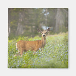 Mule Deer (Odocoileus hemionus) in meadow Magnet