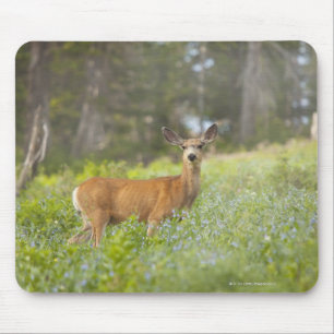 Mule Deer (Odocoileus hemionus) in meadow Mouse Mat
