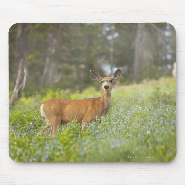 Mule Deer (Odocoileus hemionus) in meadow Mouse Mat (Front)