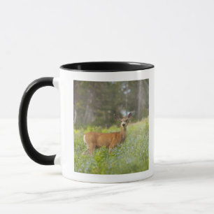 Mule Deer (Odocoileus hemionus) in meadow Mug