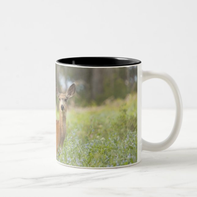 Mule Deer (Odocoileus hemionus) in meadow Two-Tone Coffee Mug (Right)