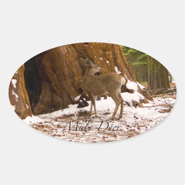 Mule Deer Oval Sticker (Front)