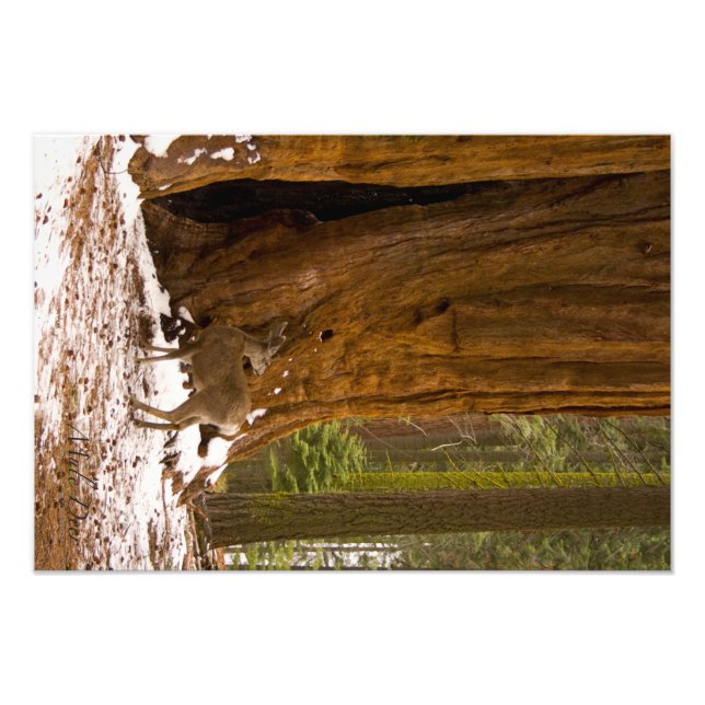 Mule Deer Photo Print (Front)