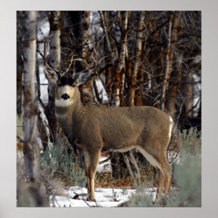 Mule deer Picture,4 Poster