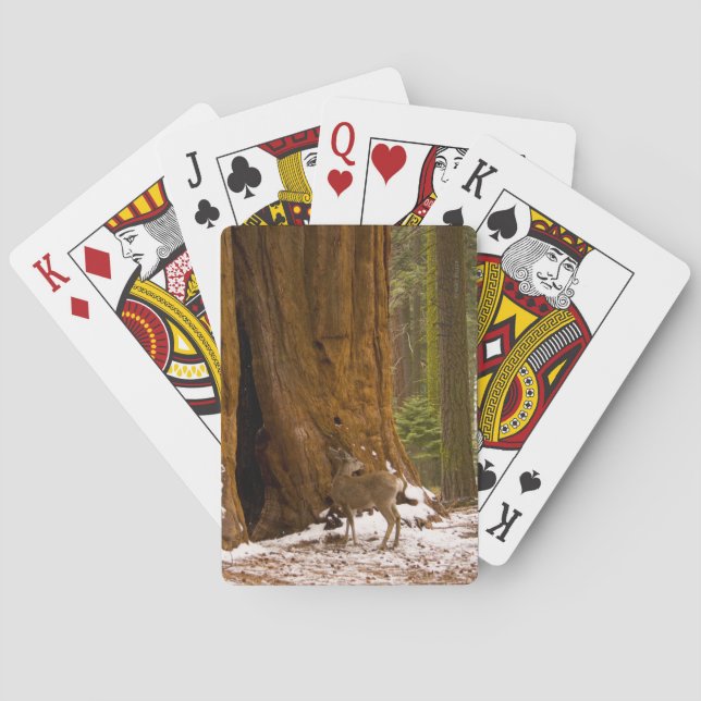 Mule Deer Playing Cards (Back)