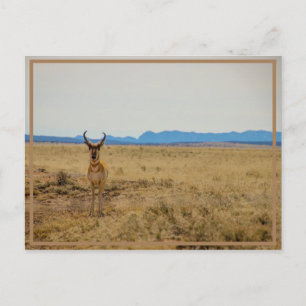 Mule Deer Postcard