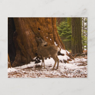 Mule Deer Postcard