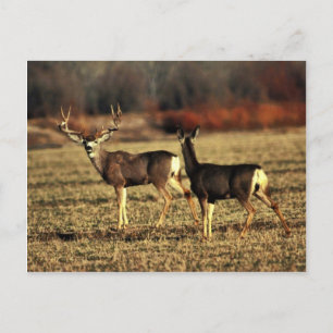 Mule Deer Postcard