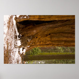 Mule Deer Poster