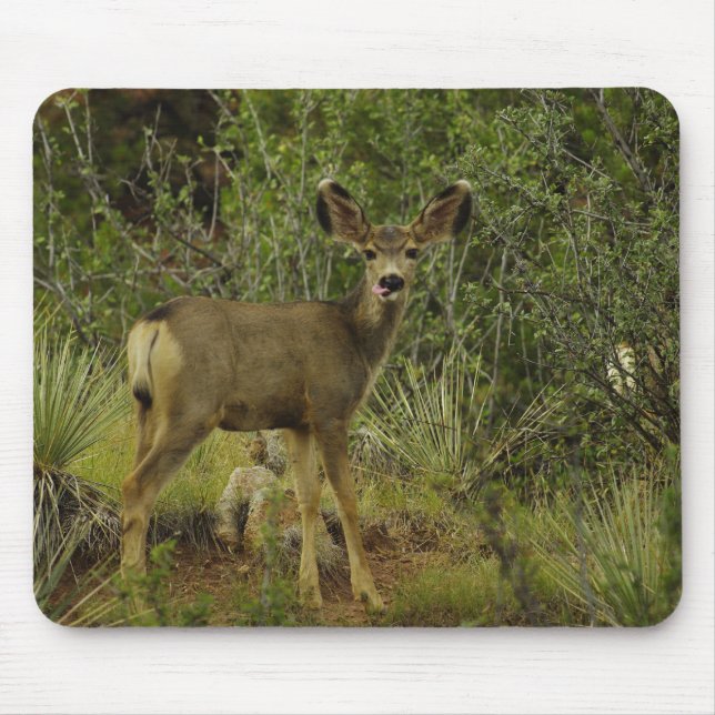 Mule Deer Raspberry Mouse Pad (Front)