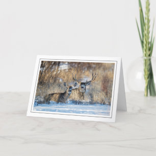 Mule Deer Resting in Snowy Grass Holiday Card