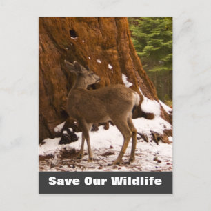 Mule Deer Save Our Wildlife Postcard