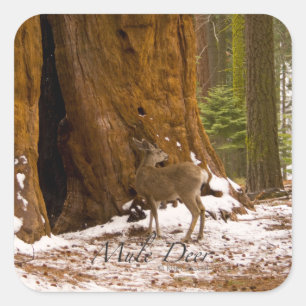 Mule Deer Square Sticker