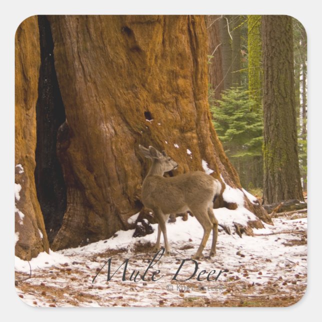 Mule Deer Square Sticker (Front)