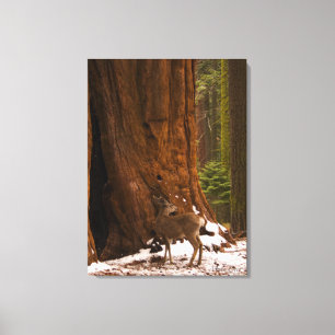 Mule Deer Wrapped Canvas