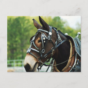Mule Head Postcard