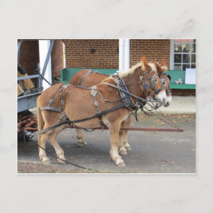 Mule Team Postcard