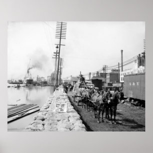 Mule Teams on the Levee, New Orleans: 1903 Poster