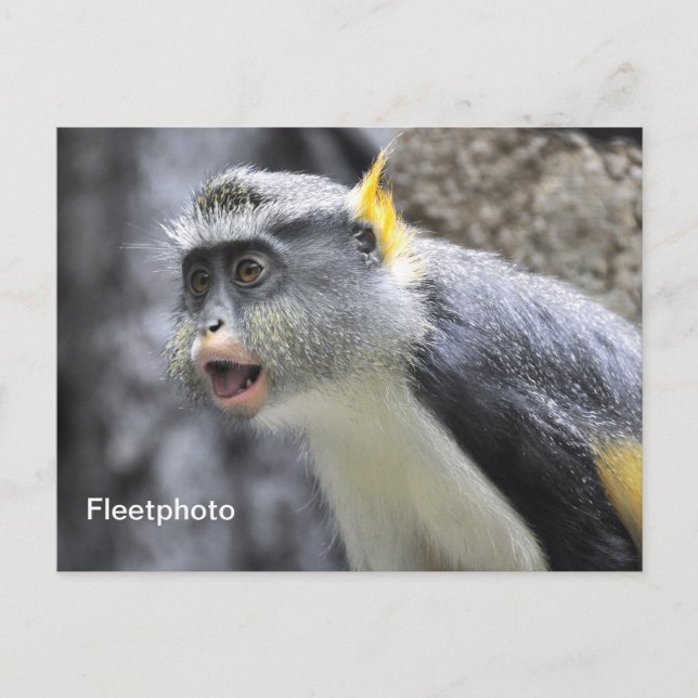 Muli-coloured Wolf Monkey Postcard (Front)