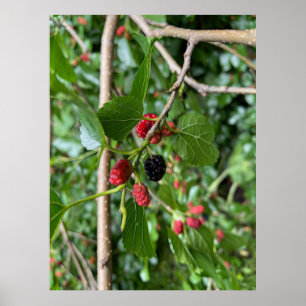Mullberry Branch Poster