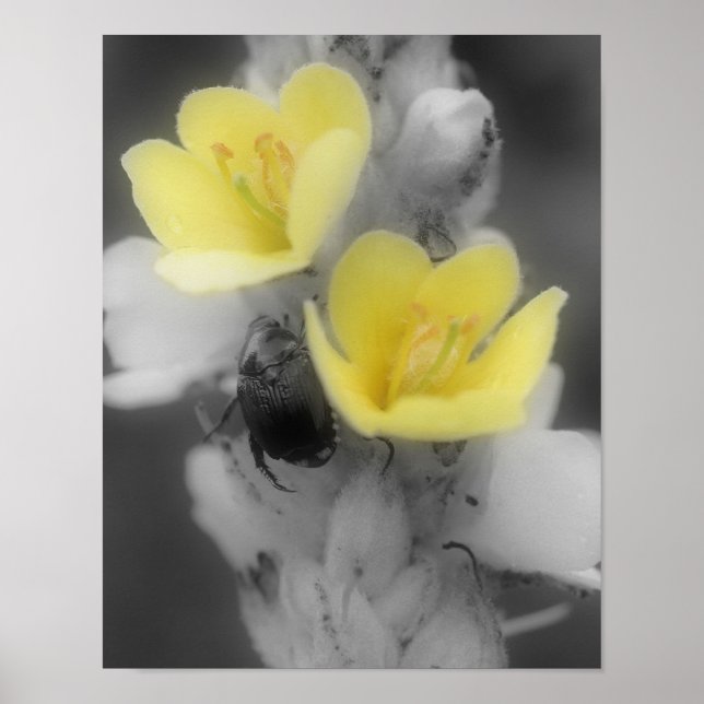 Mullein Flower With Beetle Partial Color Poster (Front)