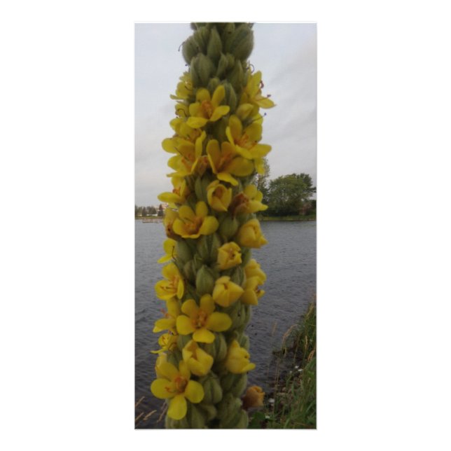 Mullein Flowers Bookmarks Rack Card (Front)