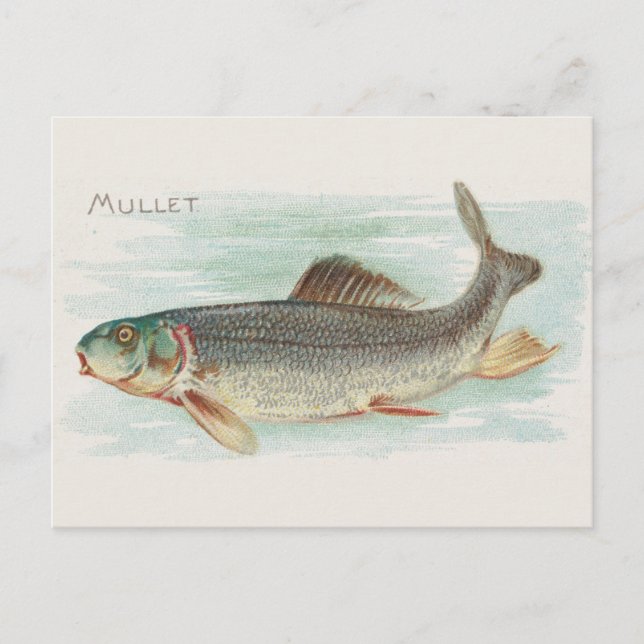 Mullet fish vintage illustration postcard (Front)