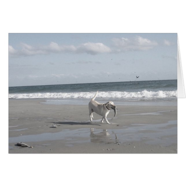 Mullet Pup II (Front Horizontal)