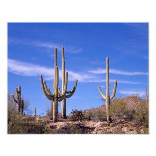 Multi armed Giant Saguaro cactus, Saguaro Photo Print