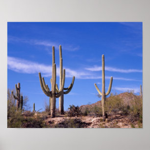 Multi armed Giant Saguaro cactus, Saguaro Poster