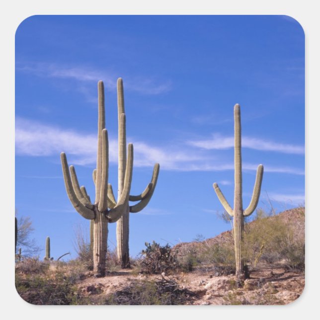 Multi armed Giant Saguaro cactus, Saguaro Square Sticker (Front)