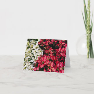 Multi Color Pointsettias   Thank You Card