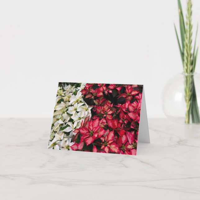 Multi Color Pointsettias   Thank You Card (Front)