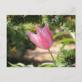 MULTI COLORED PINK TULIP POSTCARD