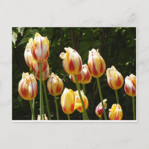 MULTI COLORED TULIPS POSTCARD