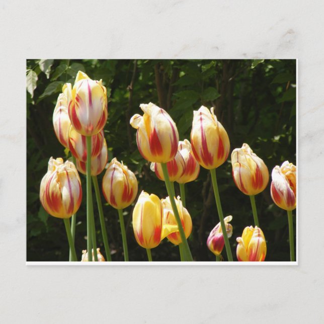 MULTI COLORED TULIPS POSTCARD (Front)