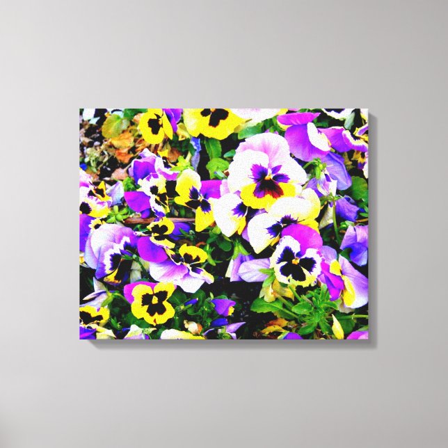 multi-colour pansies wrapped canvas (Front)