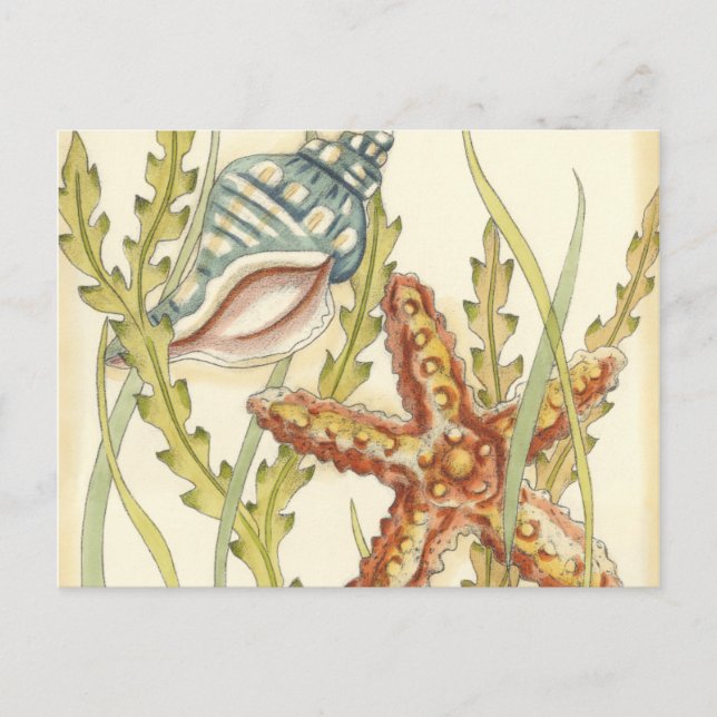 Multi-Colour Shell Party Invitation Postcard (Front)