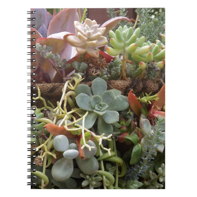 Multi-coloured-Cacti Notebook (Front)
