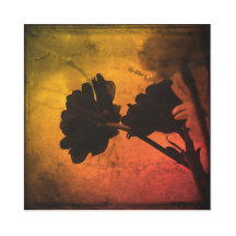 Multi Coloured Carnations