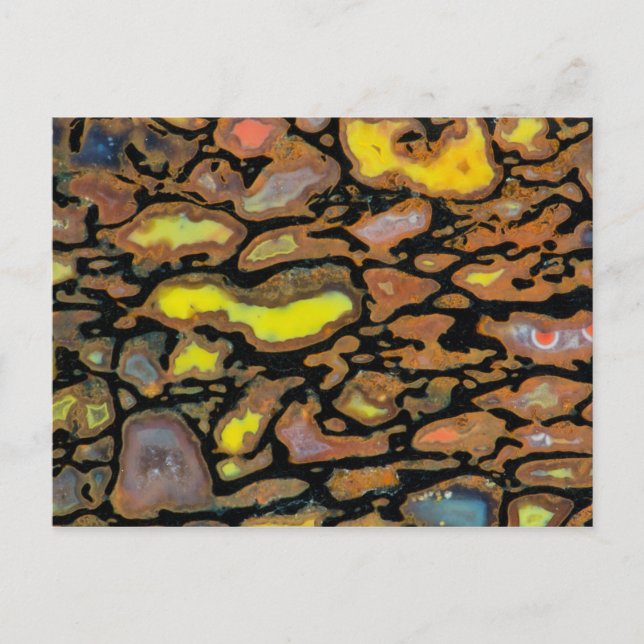 Multi Coloured Dinosaur Bone Postcard (Front)